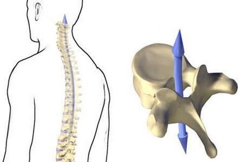 How the spine works