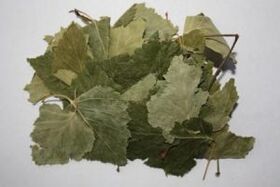 Birch leaves for joint disease